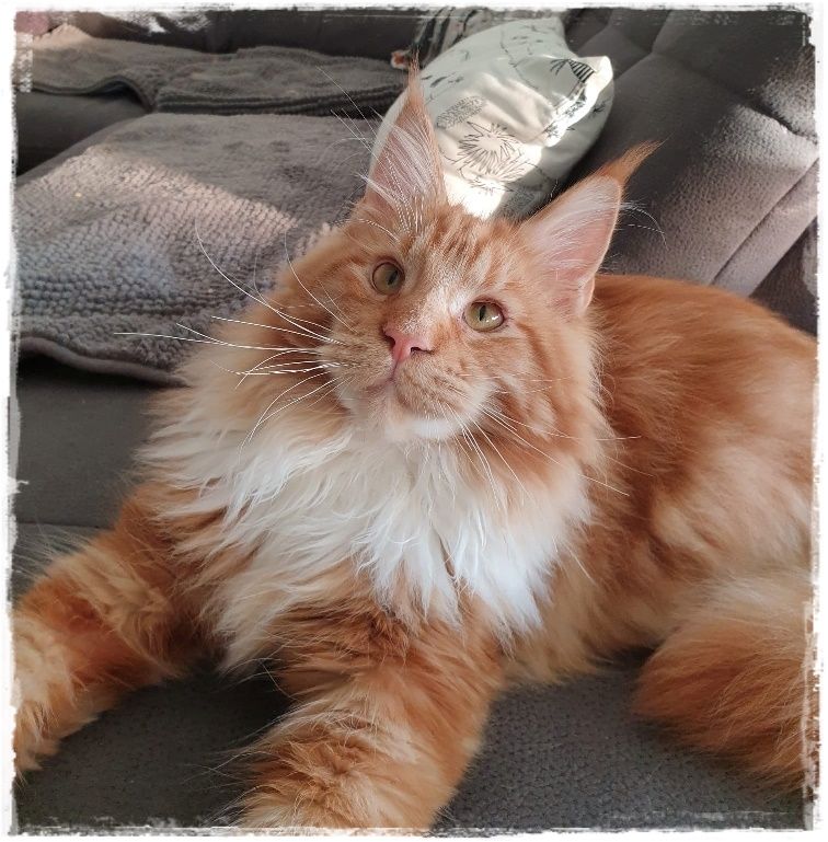 Maine Coon..richtige Freunde für's Leben..