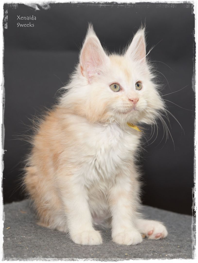 Maine Coon..richtige Freunde für's Leben..