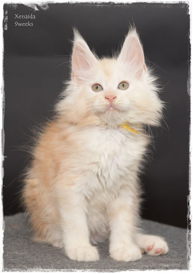 Maine Coon..richtige Freunde für's Leben..