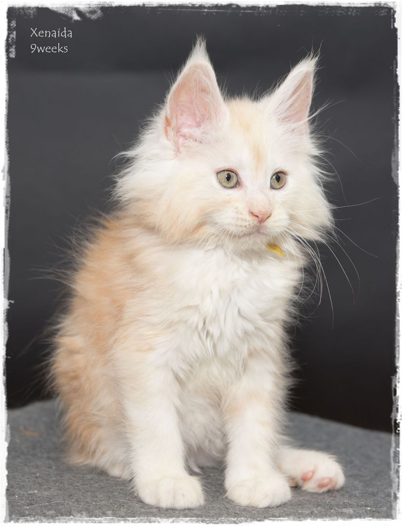 Maine Coon..richtige Freunde für's Leben..