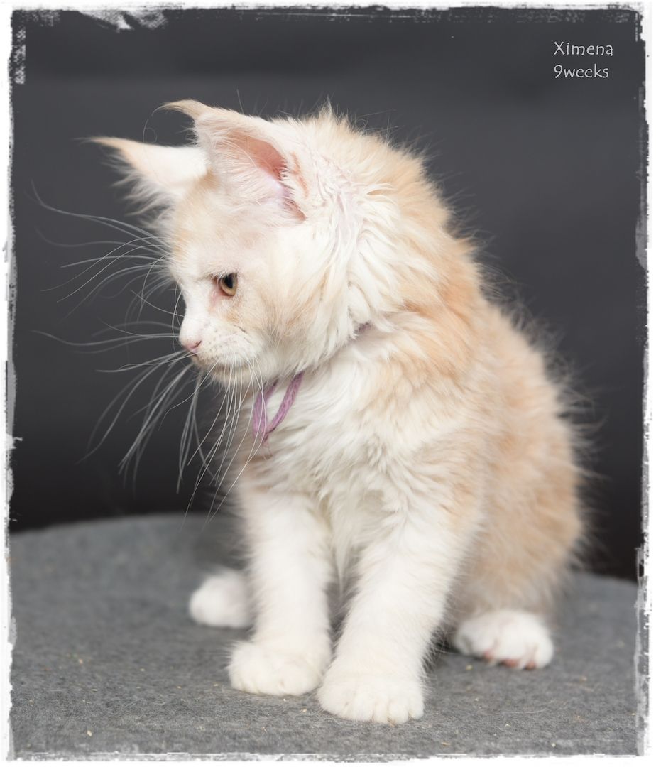 Maine Coon..richtige Freunde für's Leben..