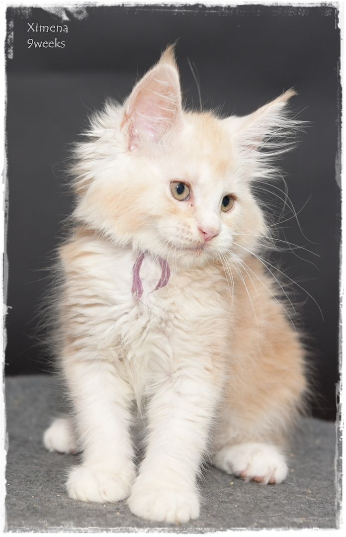 Maine Coon..richtige Freunde für's Leben..