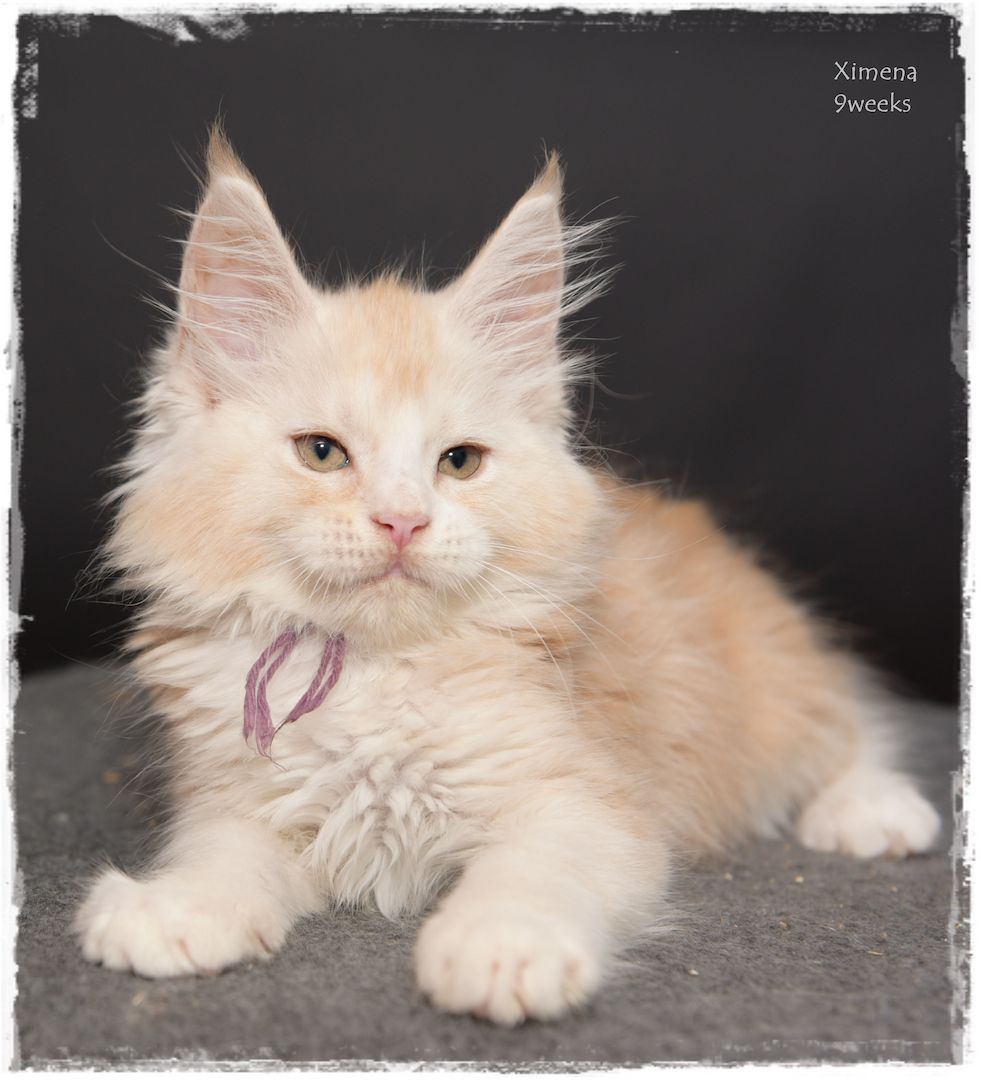 Maine Coon..richtige Freunde für's Leben..