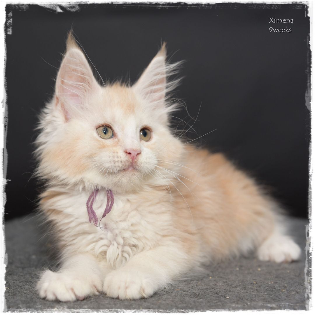 Maine Coon..richtige Freunde für's Leben..