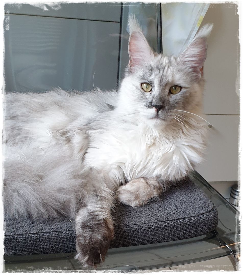 Maine Coon..richtige Freunde für's Leben..