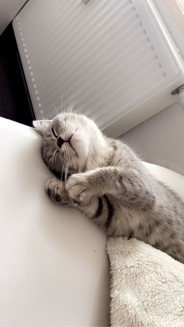 Bkh Babykitten mit neuer ausstattung