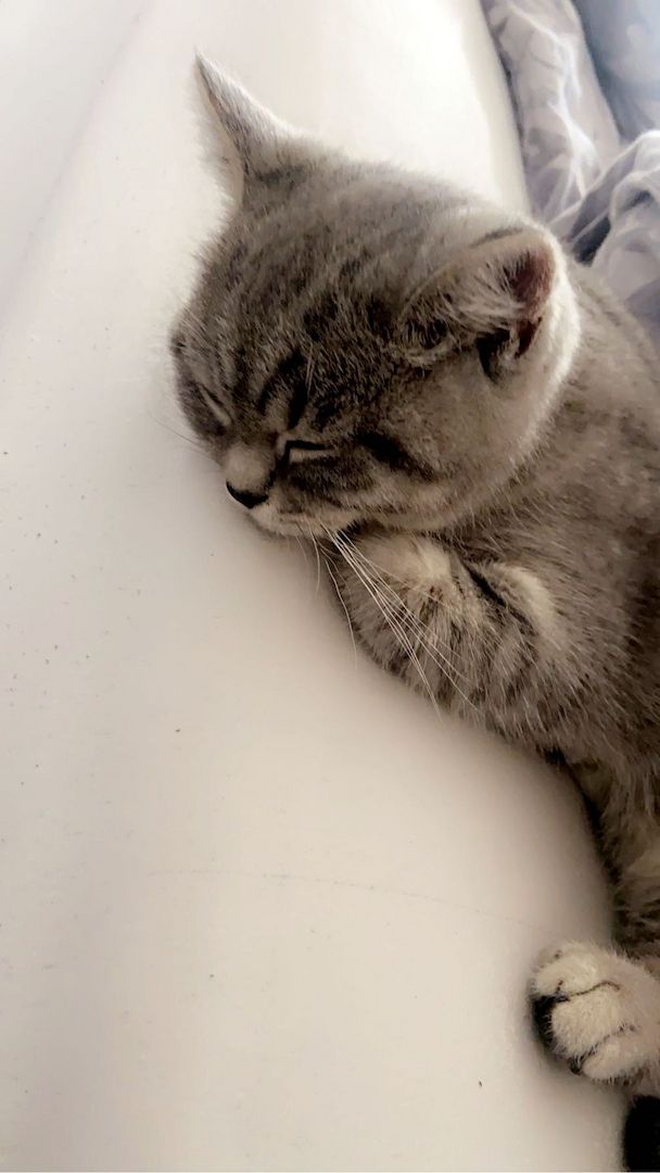 Bkh Babykitten mit neuer ausstattung