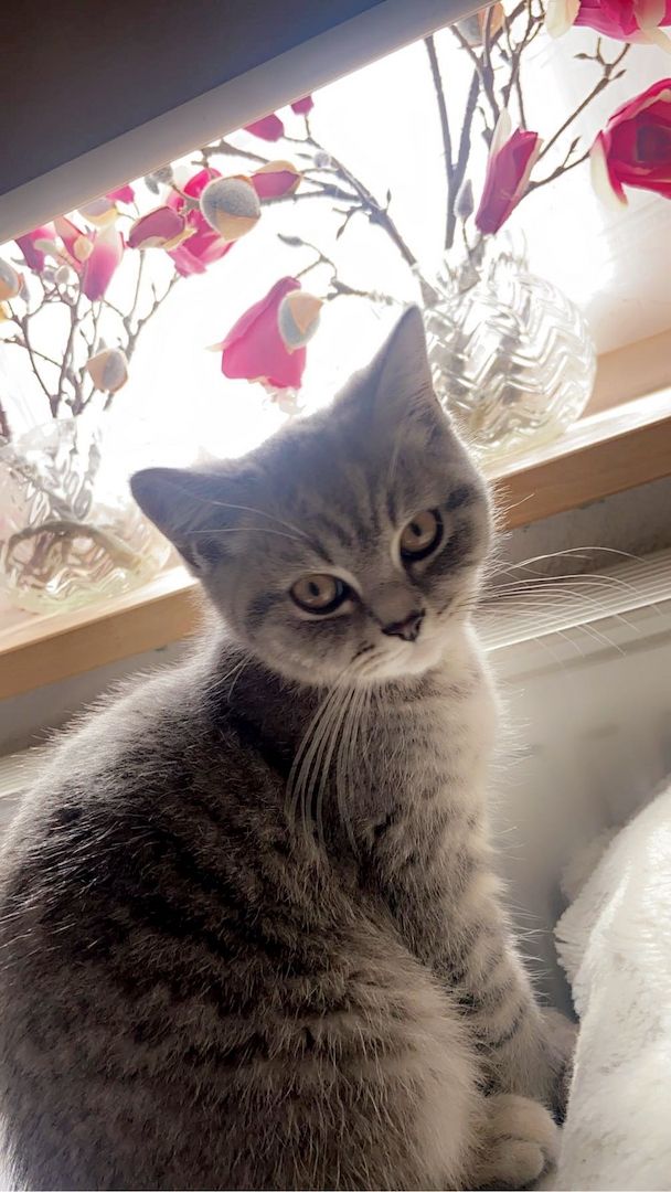 Bkh Babykitten mit neuer ausstattung