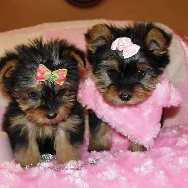 Yorkshire Terrier Welpen