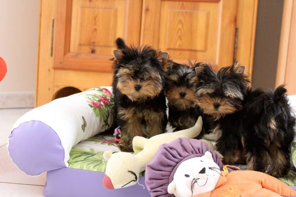 Yorkshire Terrier Welpen
