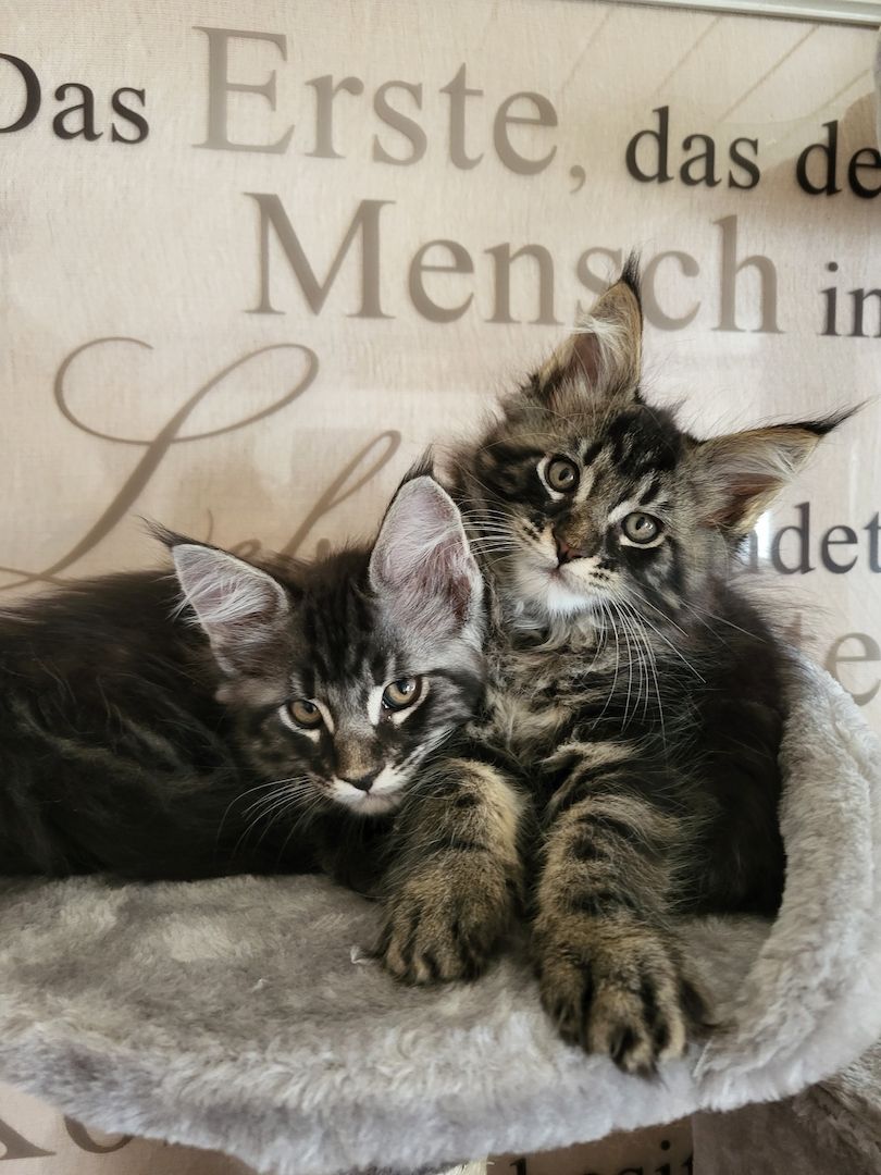 Reinrassige Maine-Coon-Kitten