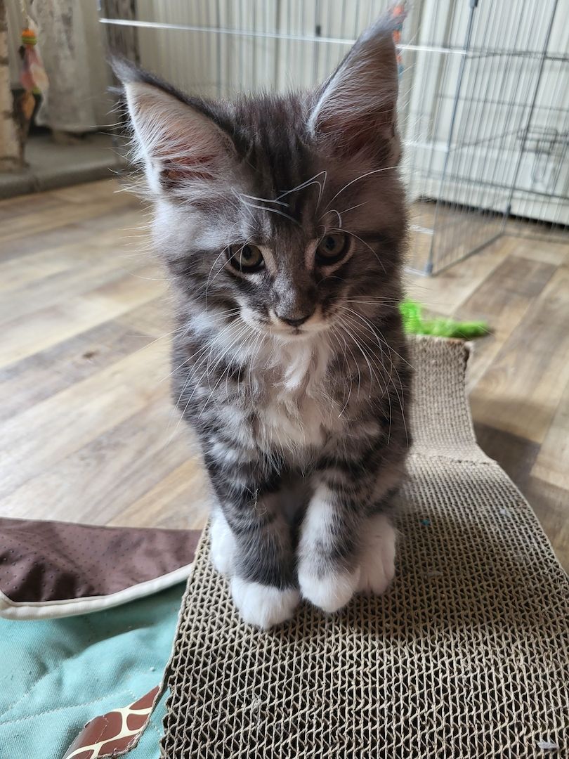 Reinrassige Maine-Coon-Kitten