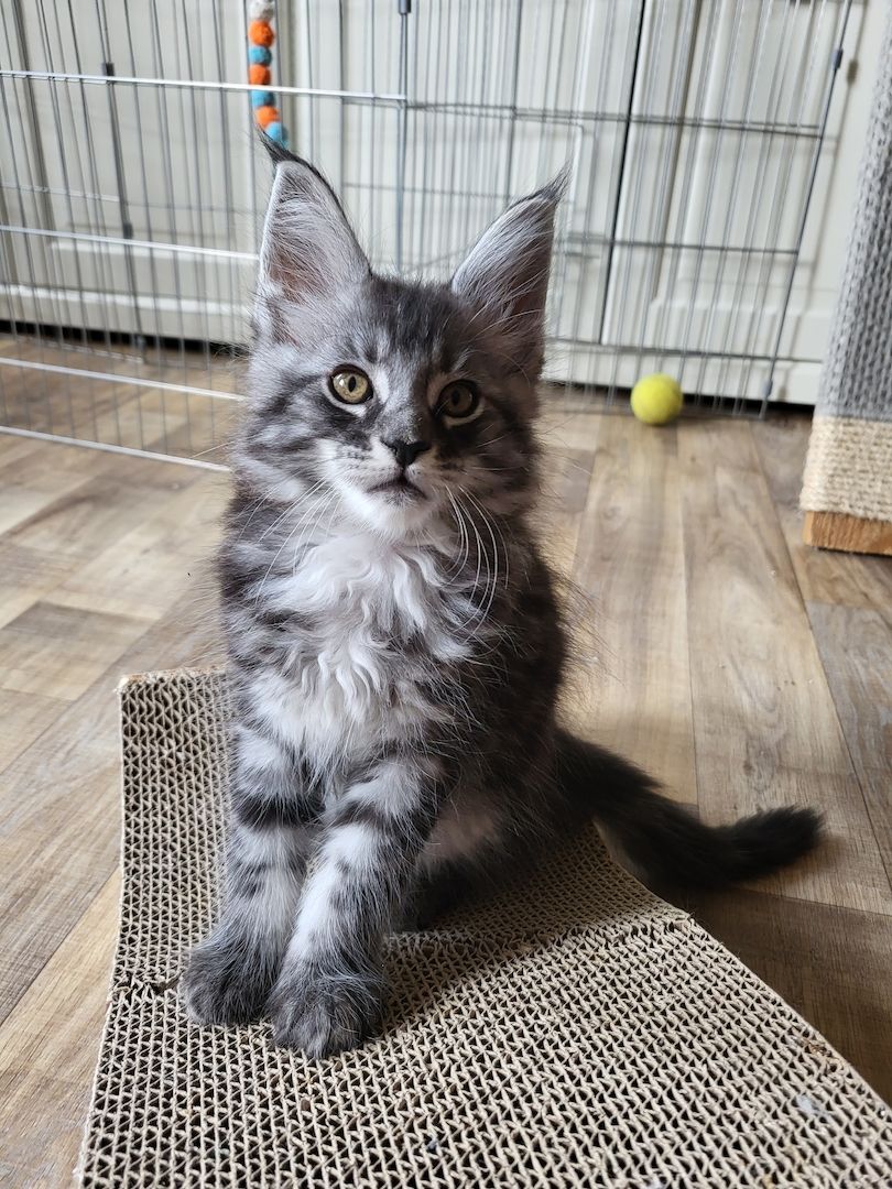 Reinrassige Maine-Coon-Kitten