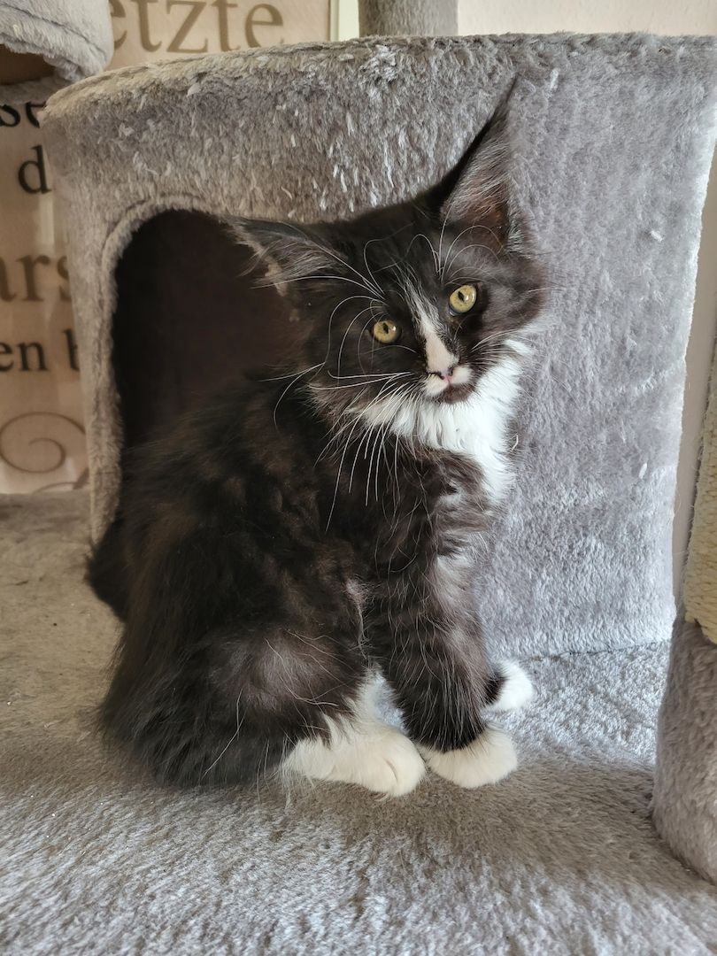 Reinrassige Maine-Coon-Kitten