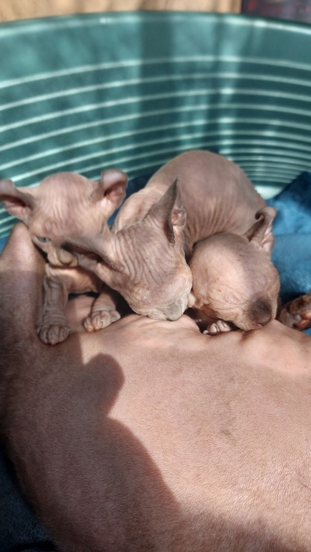 Sphynx Kitten