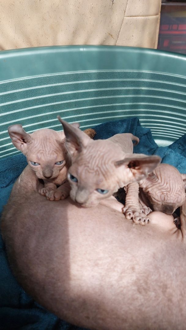 Sphynx Kitten