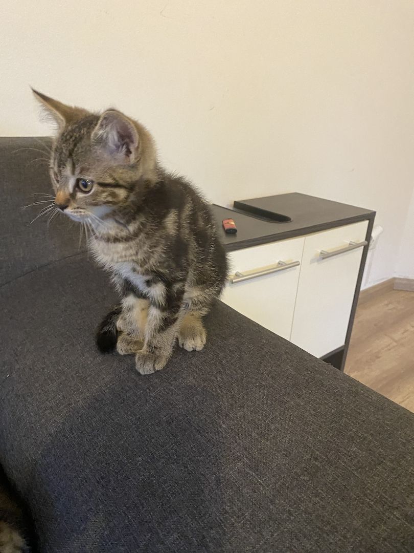 Kurzhaar kitten