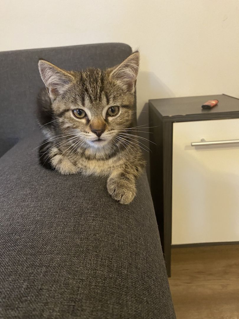Kurzhaar kitten