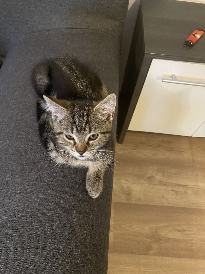 Kurzhaar kitten