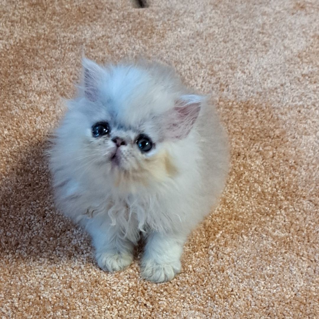 Perser kitten Kater