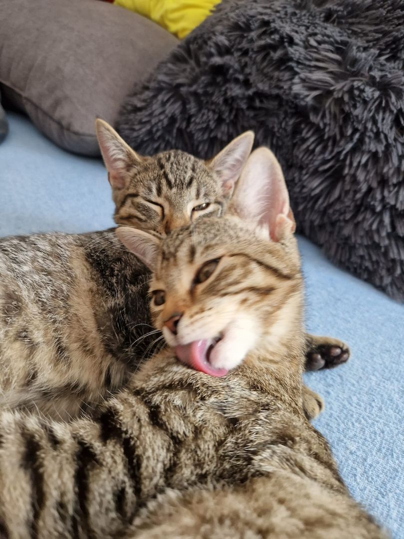 2 Kätzchen zu Verkaufen (Geschwister)