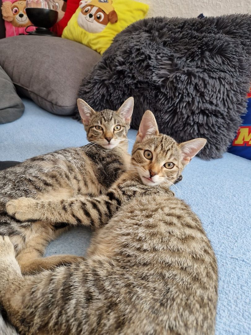 2 Kätzchen zu Verkaufen (Geschwister)