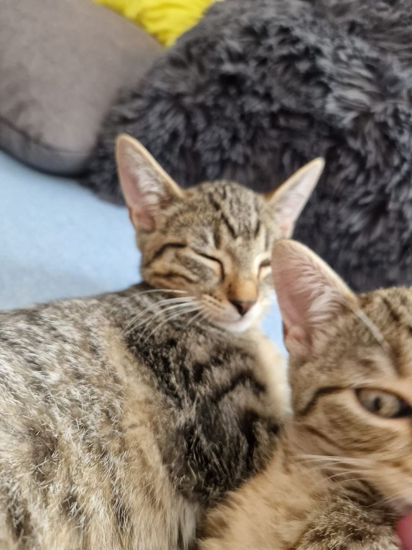 2 Kätzchen zu Verkaufen (Geschwister)