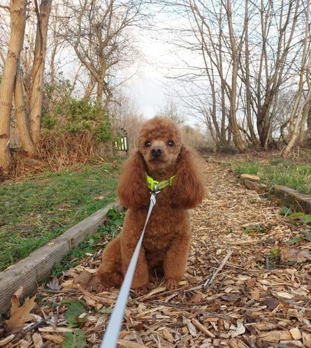 GESUNDHEITSGEPRÜFTE ZWERPUDEL