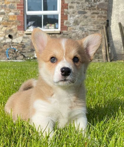 1 vWD & DM CLEAR GIRL KC REG CORGI WELPEN 1 vWD & DM CLEAR GIRL KC REG CORGI WELPEN