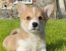 1 vWD & DM CLEAR GIRL KC REG CORGI WELPEN