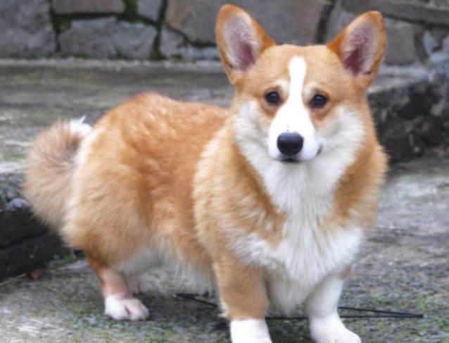 1 vWD & DM CLEAR GIRL KC REG CORGI WELPEN 1 vWD & DM CLEAR GIRL KC REG CORGI WELPEN