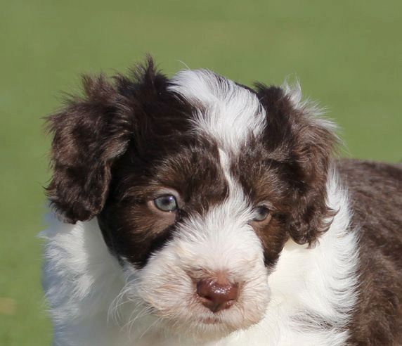 Ghost Merle Border Collie