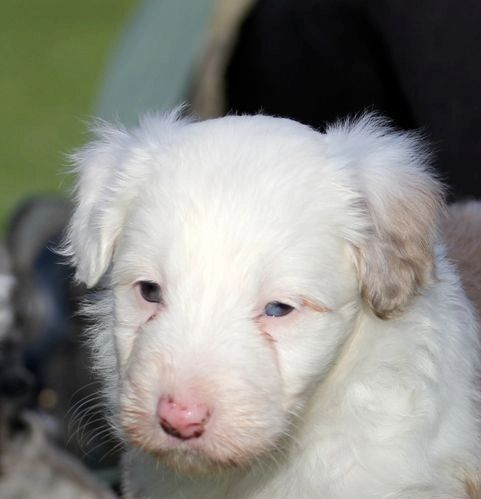 Ghost Merle Border Collie