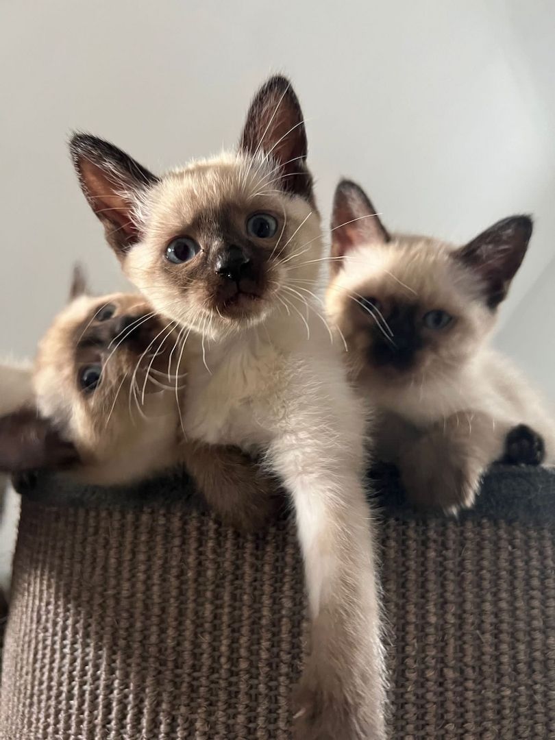 Siam Babys suchen neuse Zuhause