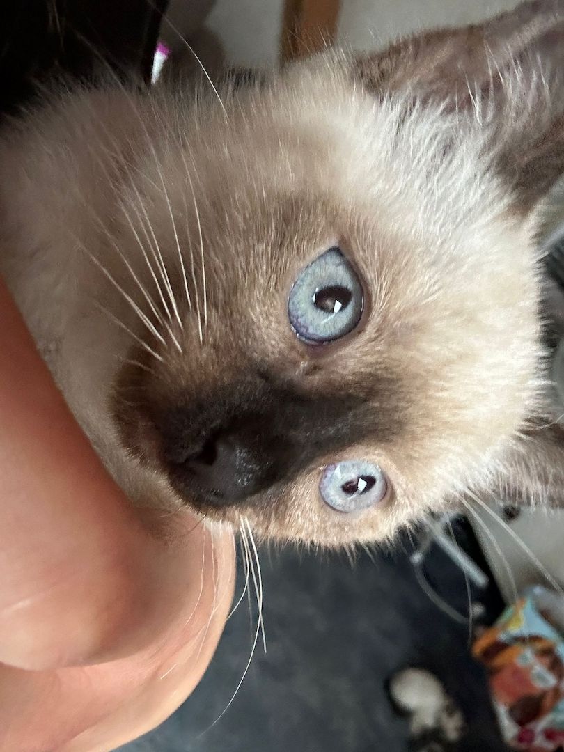 Siam Babys suchen neuse Zuhause