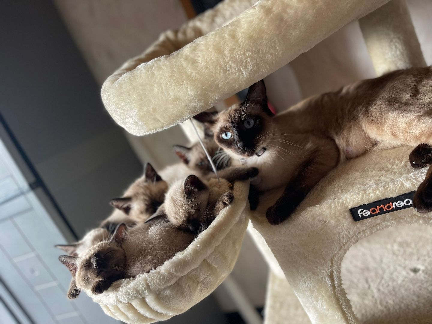 Siam Babys suchen neuse Zuhause