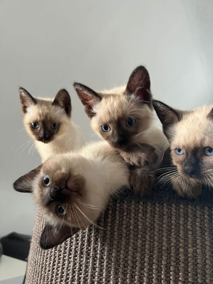 Siam Babys suchen neuse Zuhause