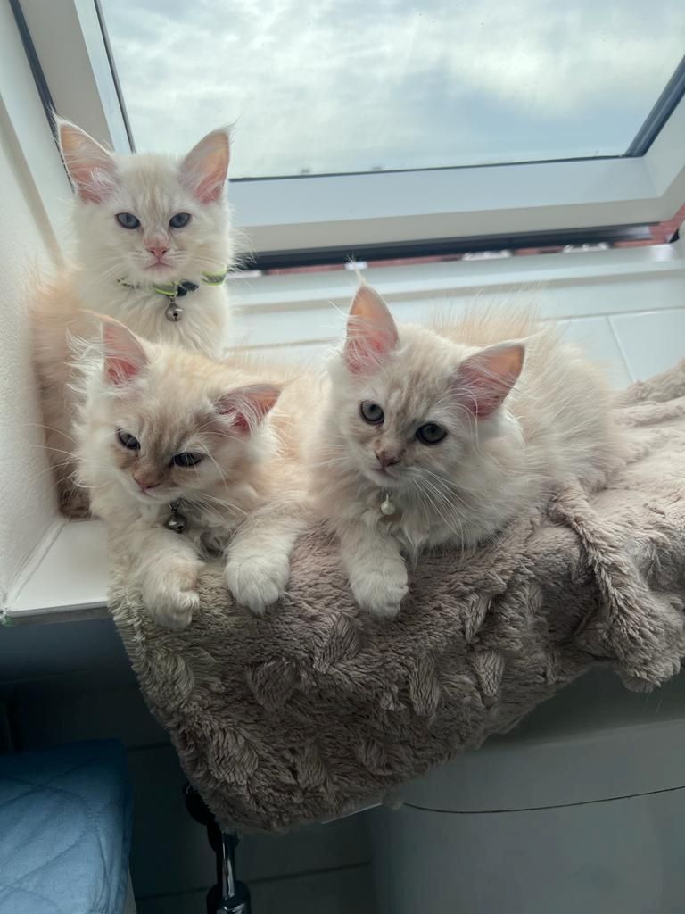 3 Zuckersüße Maine Coon
