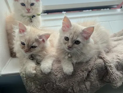 3 Zuckersüße Maine Coon