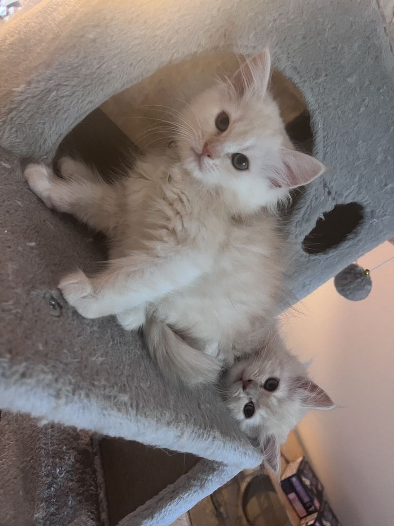 3 Zuckersüße Maine Coon