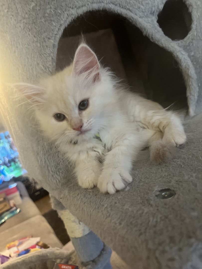 3 Zuckersüße Maine Coon