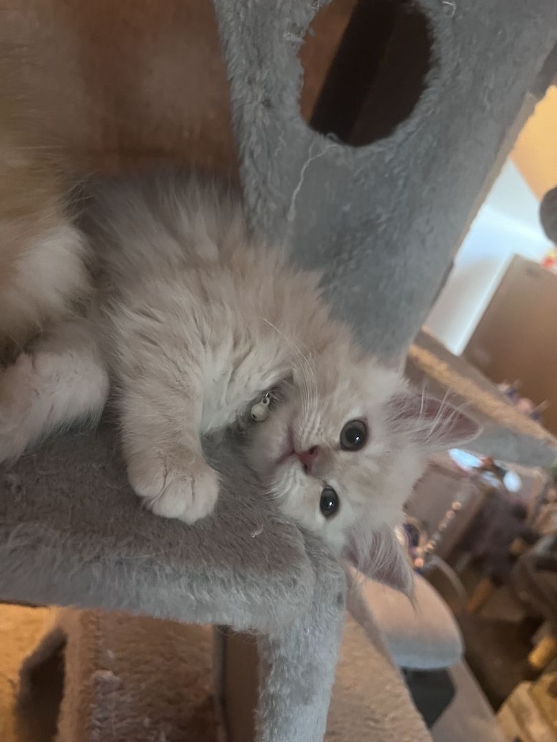 3 Zuckersüße Maine Coon