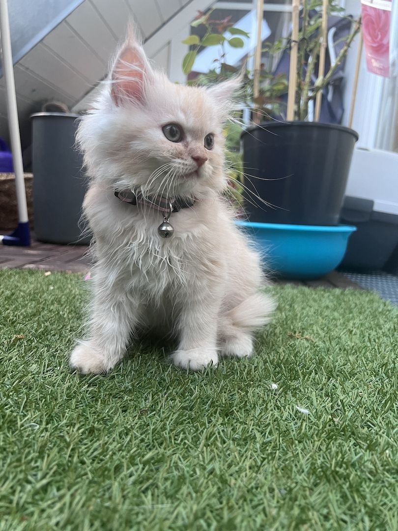 3 Zuckersüße Maine Coon