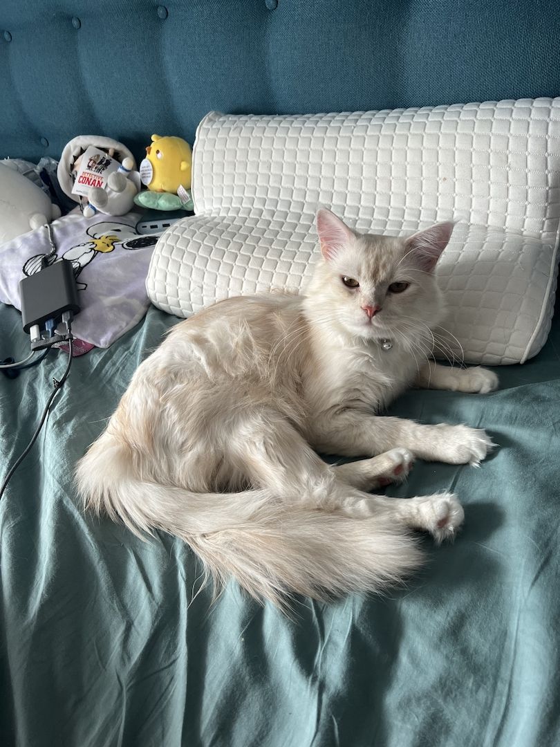 3 Zuckersüße Maine Coon