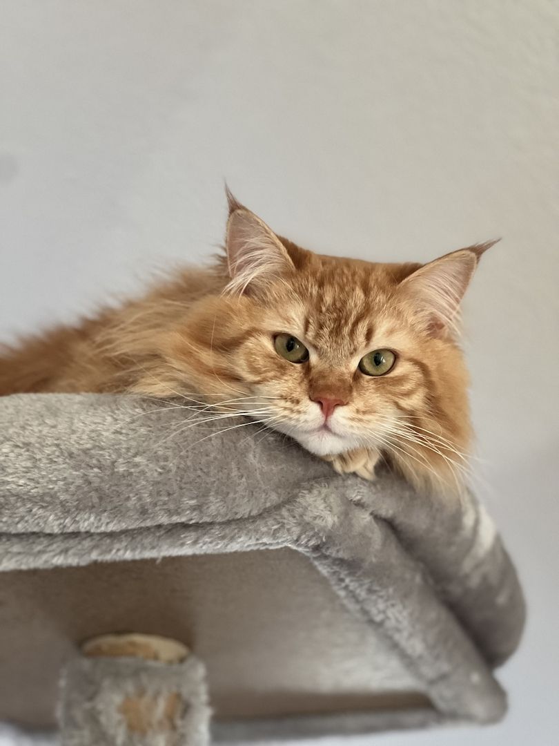 3 Zuckersüße Maine Coon