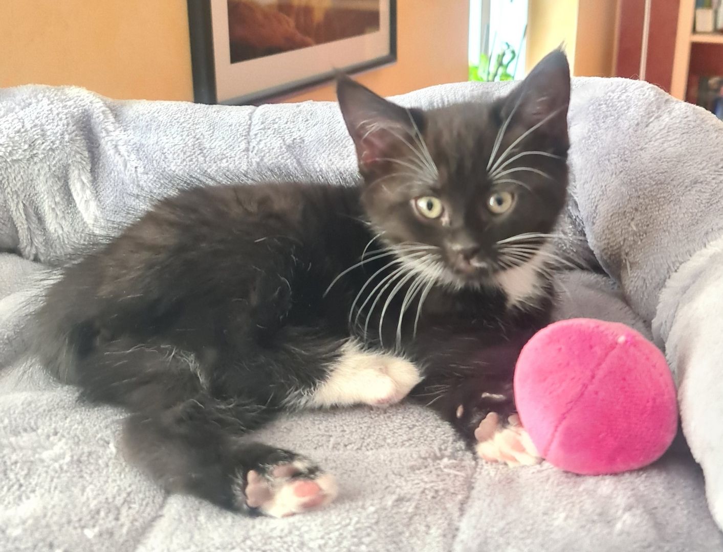 Bkh-Maine Coon Kitten 