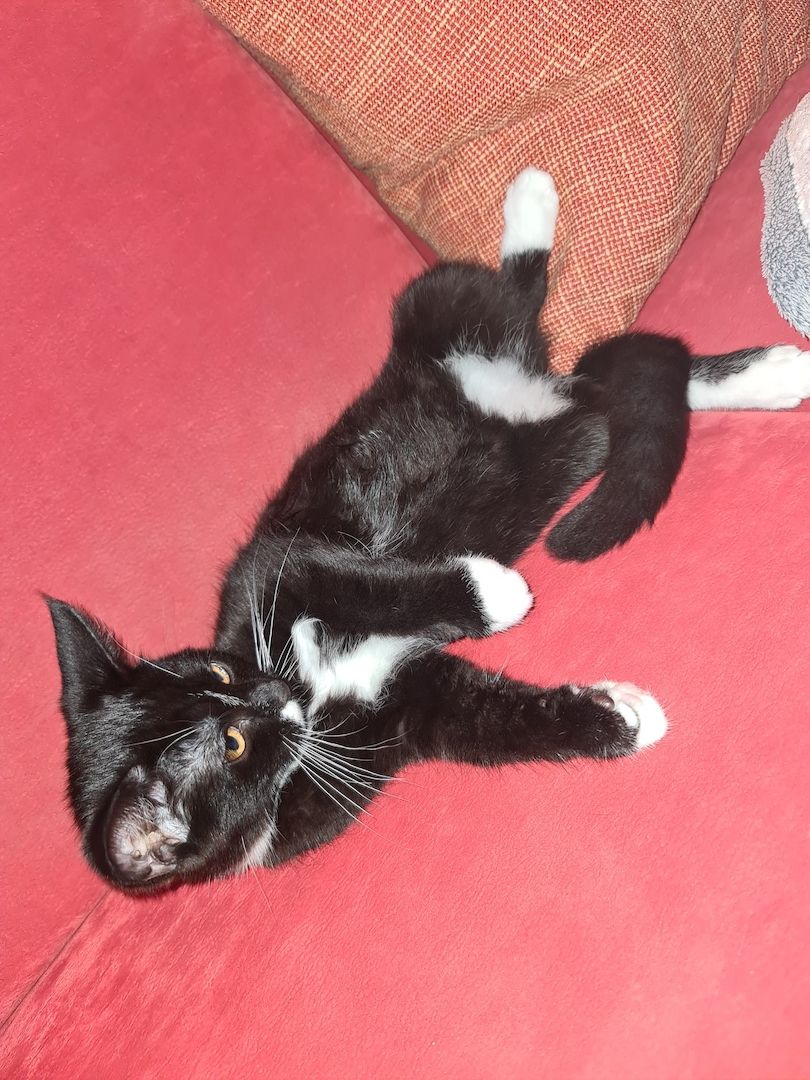 Bkh-Maine Coon Kitten 