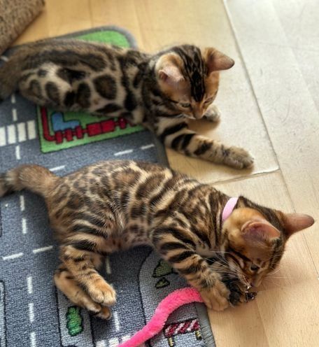 Bengalische Kätzchen