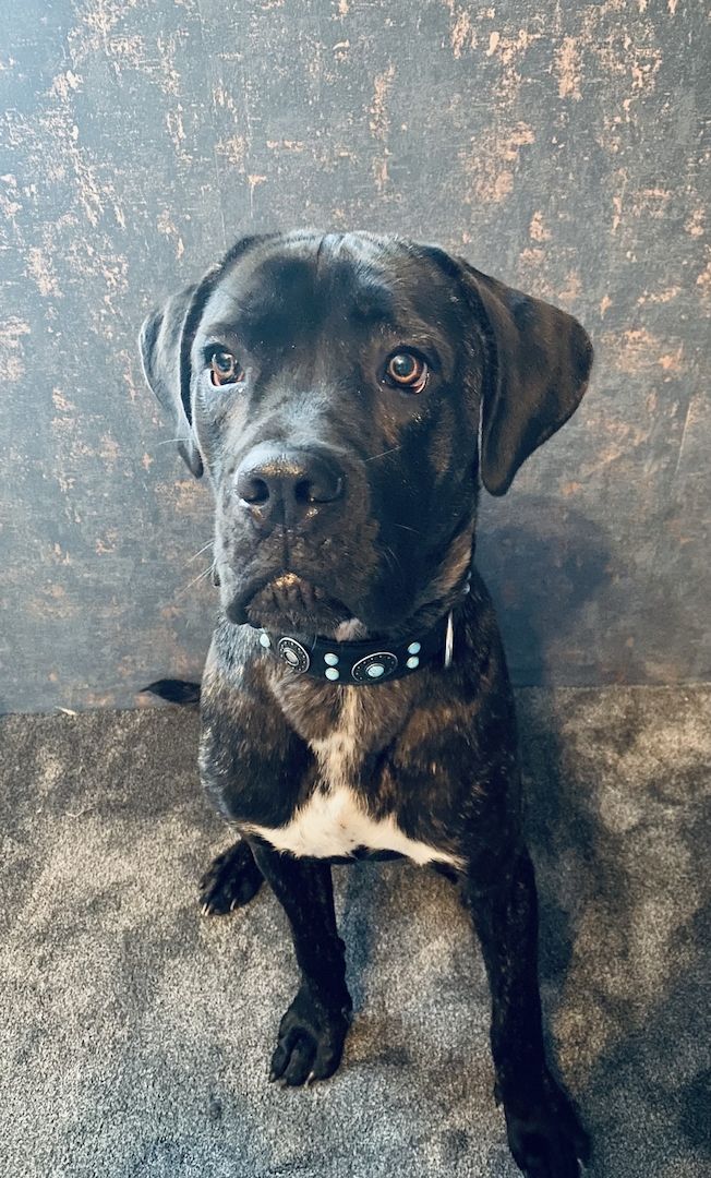 Cane Corso Rüde 11 Monate