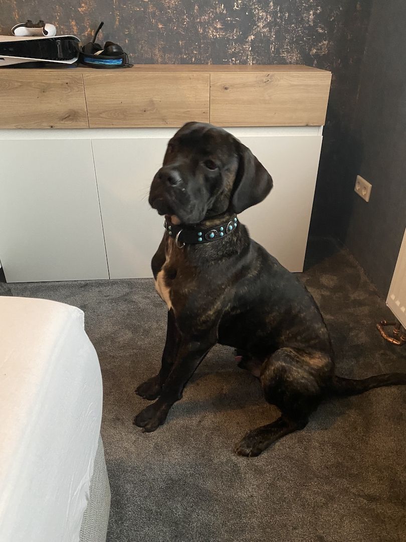 Cane Corso Rüde 11 Monate